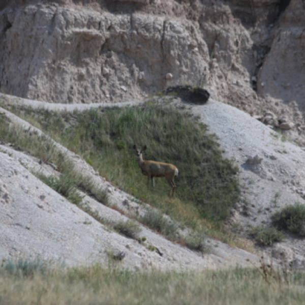 Mule Deer