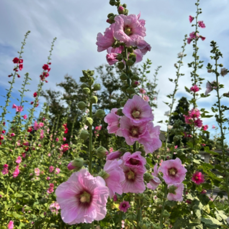 Hollyhocks