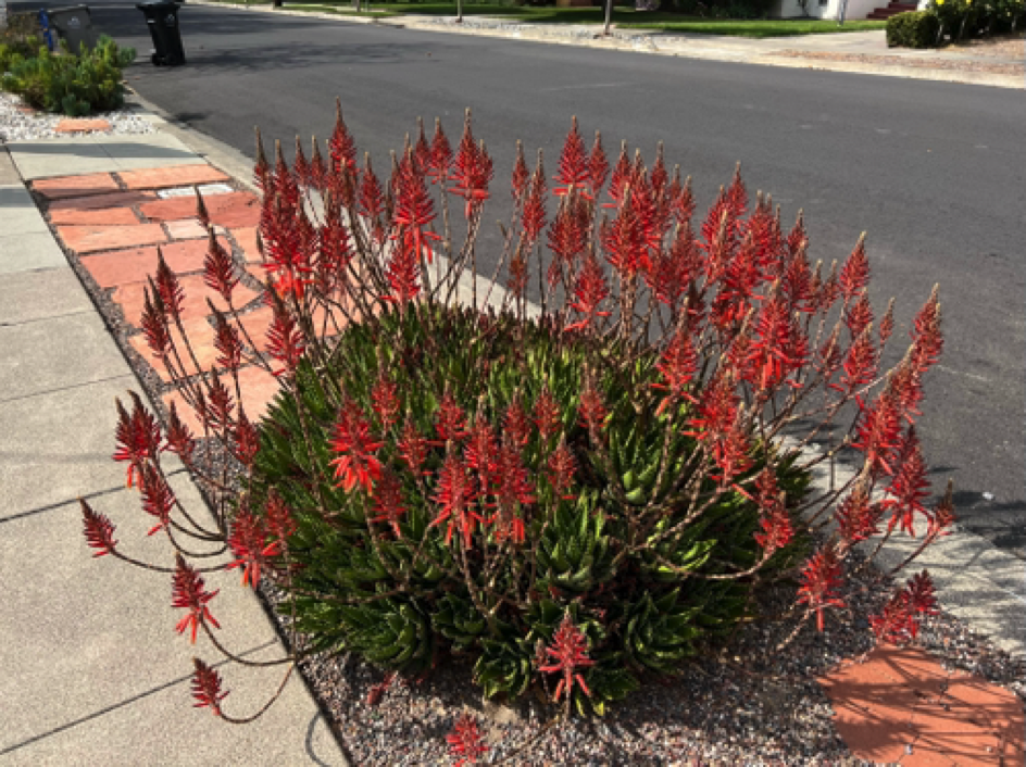 Street planting