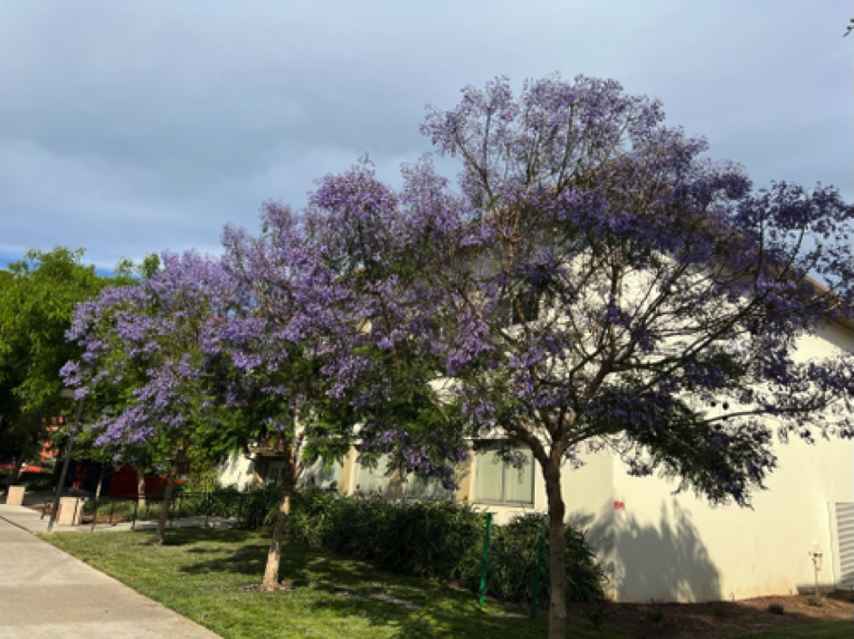 Trees on the San Jose University grounds