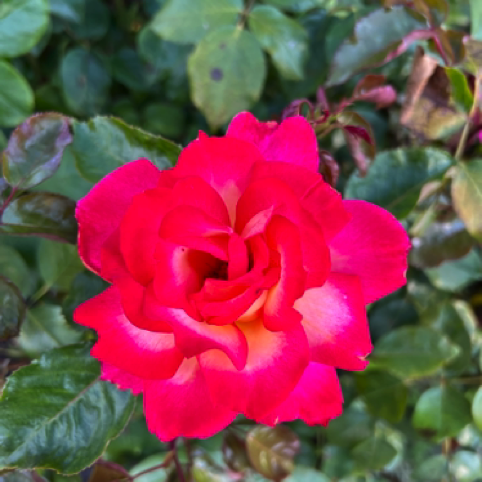 San Jose Municipal Rose Garden