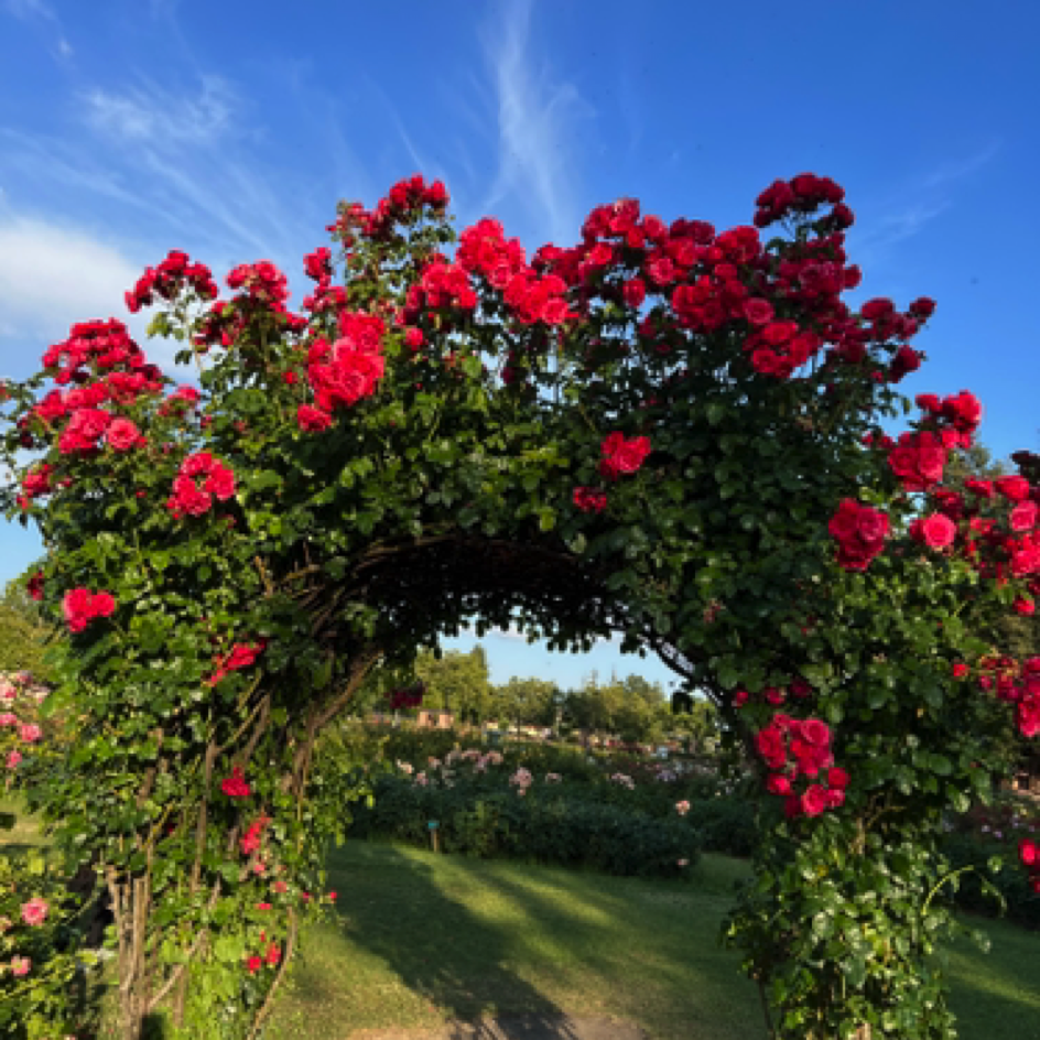 San Jose Municipal Rose Garden