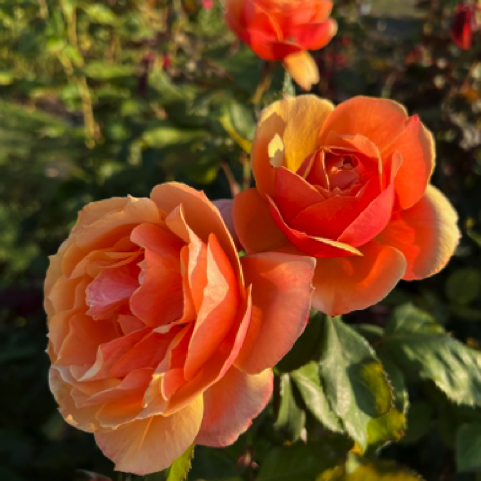 San Jose Municipal Rose Garden