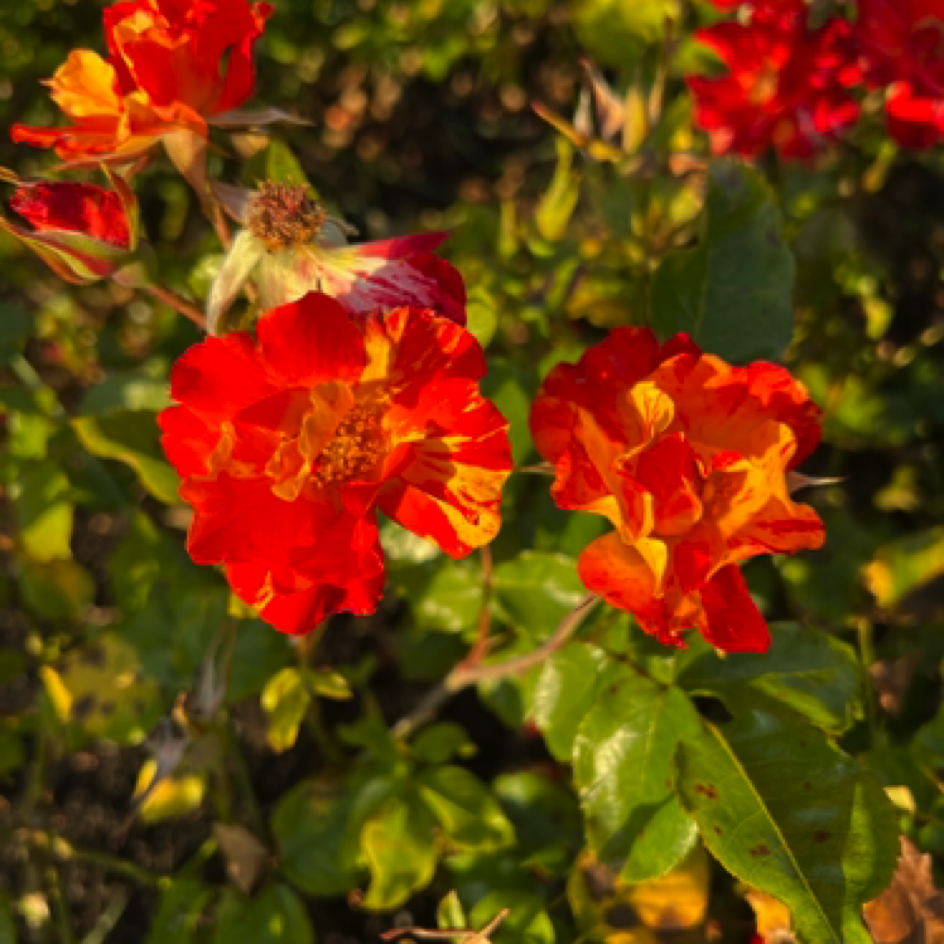 San Jose Municipal Rose Garden