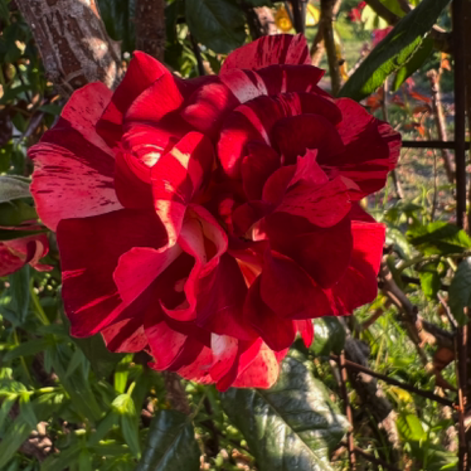 San Jose Municipal Rose Garden