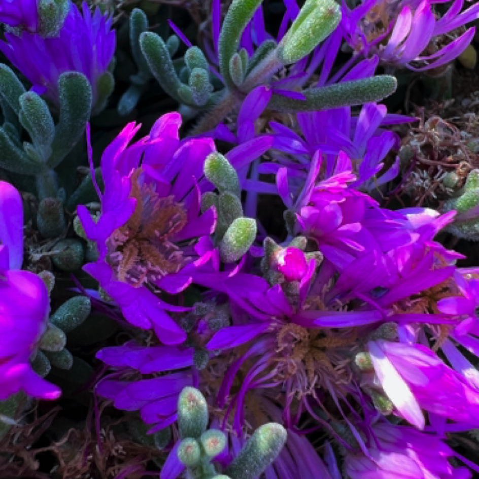 Costal flowers (Ice plants)