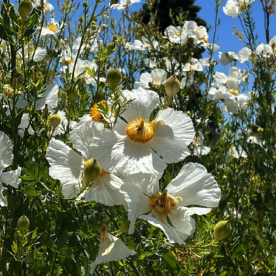 Rosicrucian Egyptian Museum & Gardens - San Jose