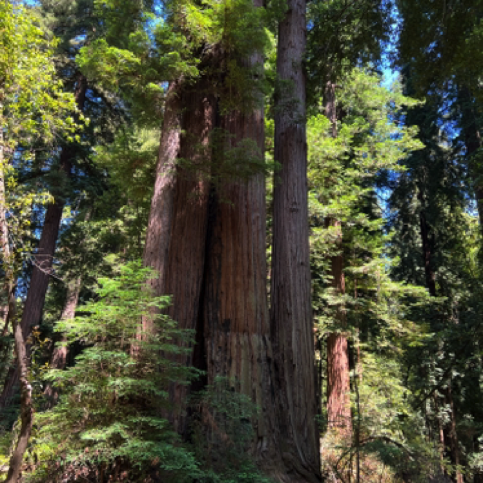 ⁨Henry Cowell Redwoods State Park