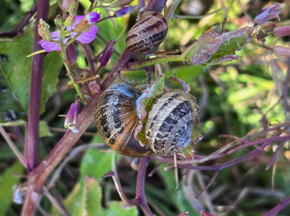 Snails at Shark Fin Cove