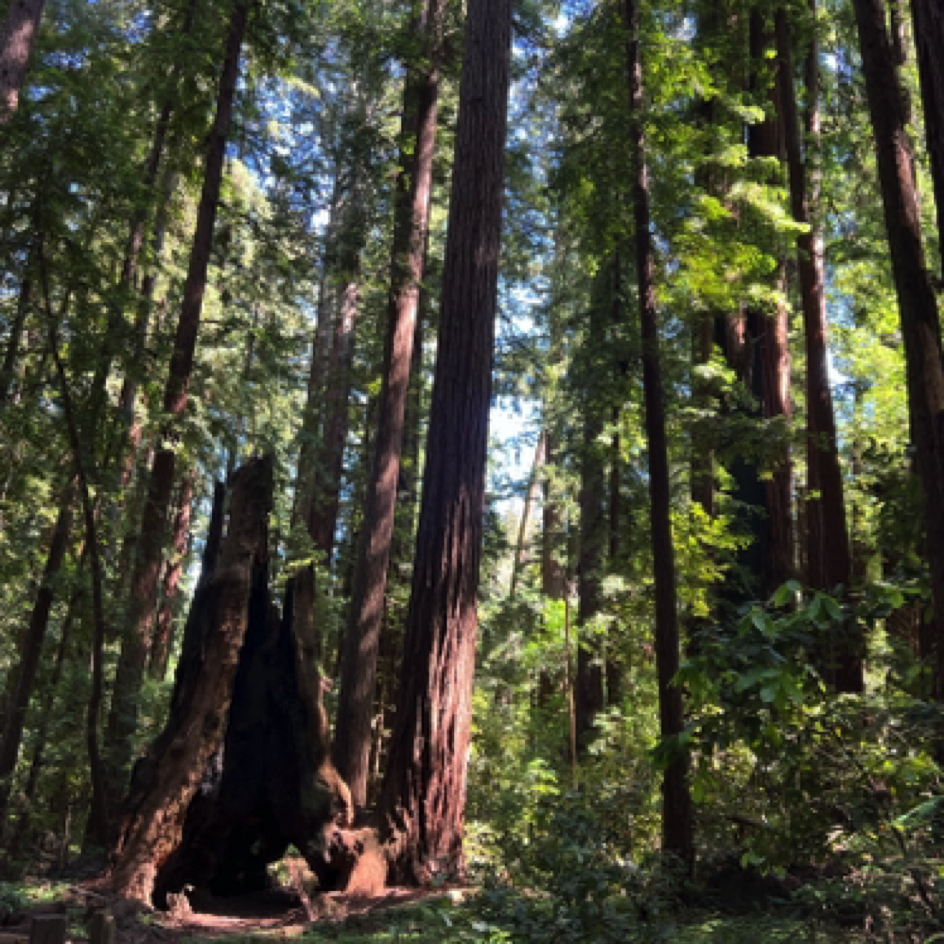 ⁨Henry Cowell Redwoods State Park