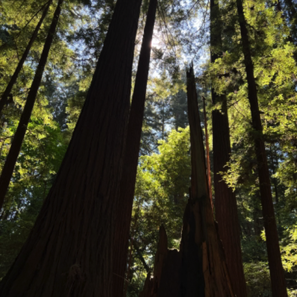 ⁨Henry Cowell Redwoods State Park