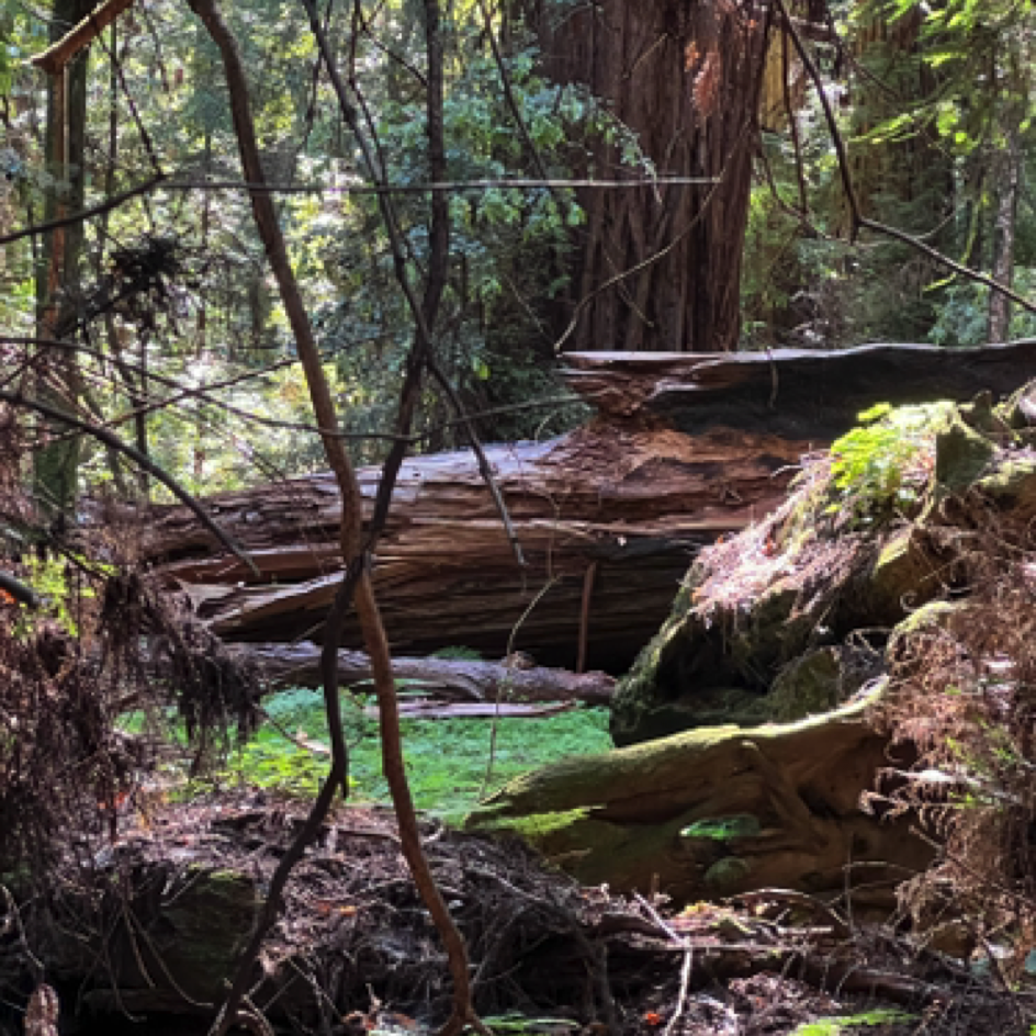 ⁨Henry Cowell Redwoods State Park