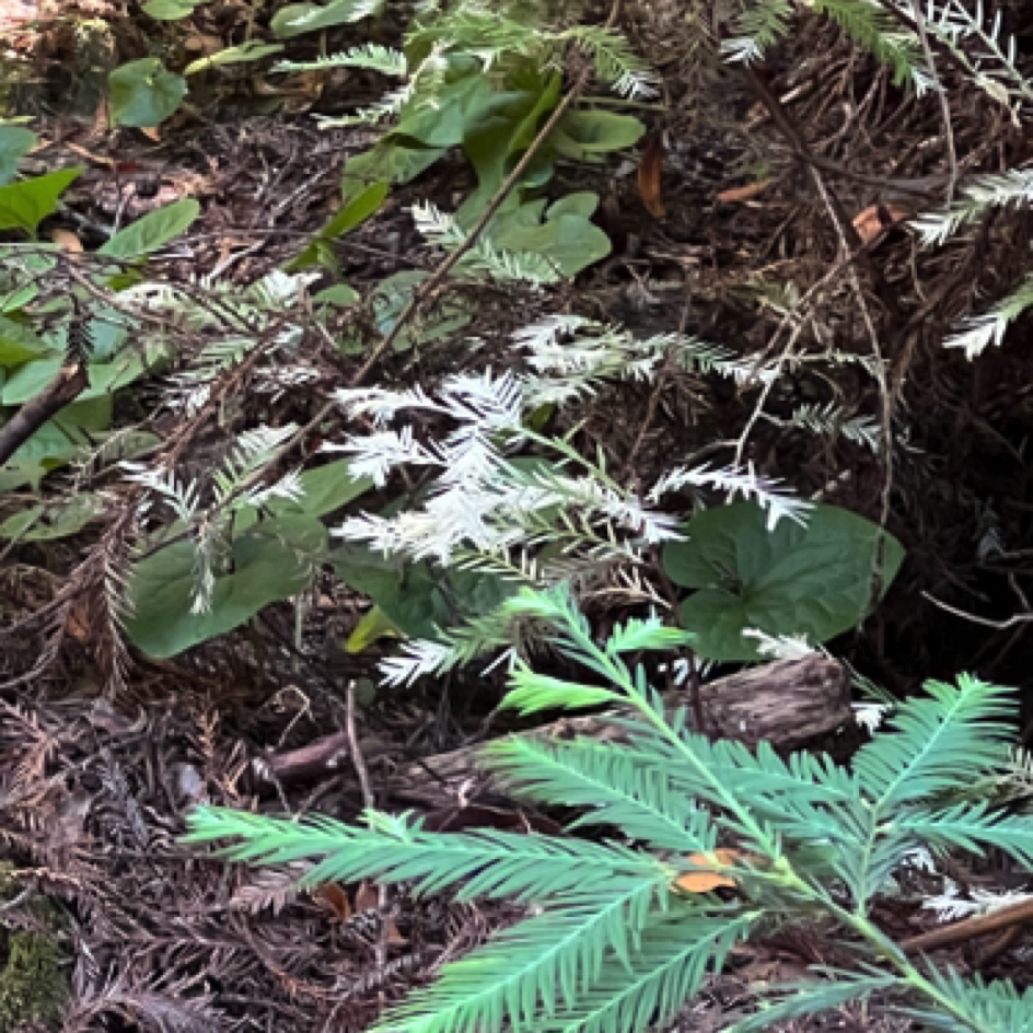 Albino Redwood at ⁨Henry Cowell Redwoods State Park