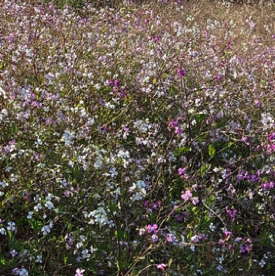 Wildflowers at Shark Fin Cove