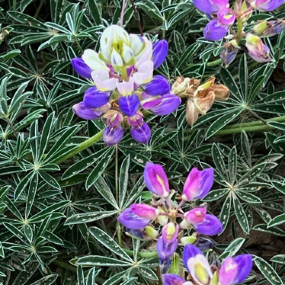 Wildflowers at ⁨Pigeon Point Light Station State Historic Park⁩