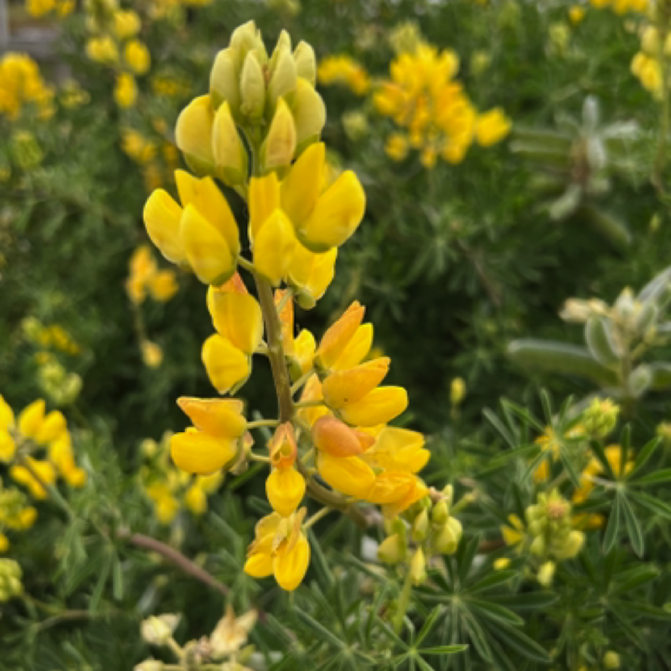 Wildflowers at ⁨Pigeon Point Light Station State Historic Park⁩