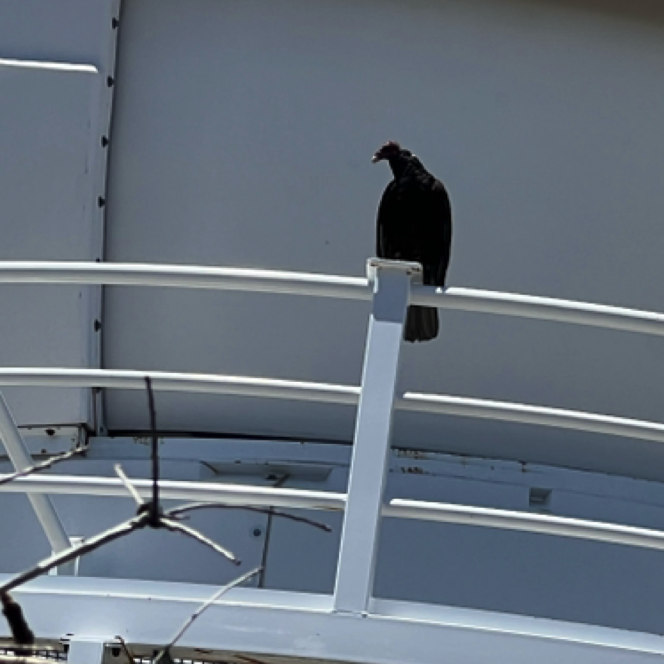 Turkey vulture at ⁨Lick Observatory⁩, ⁨Mount Hamilton