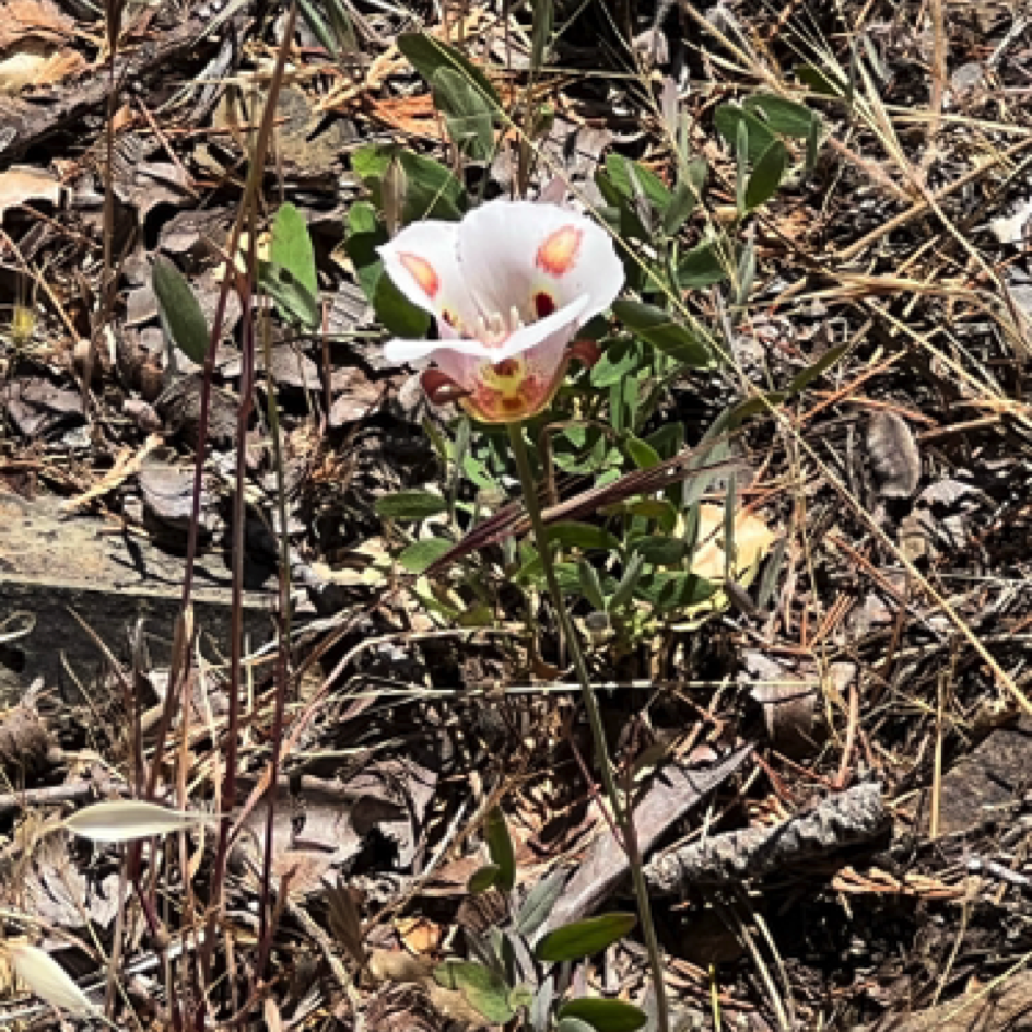 Flower at the Lick Observatory⁩, ⁨Mount Hamilton