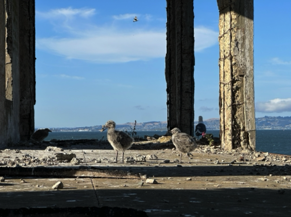 Baby seagulls on Alcatraz