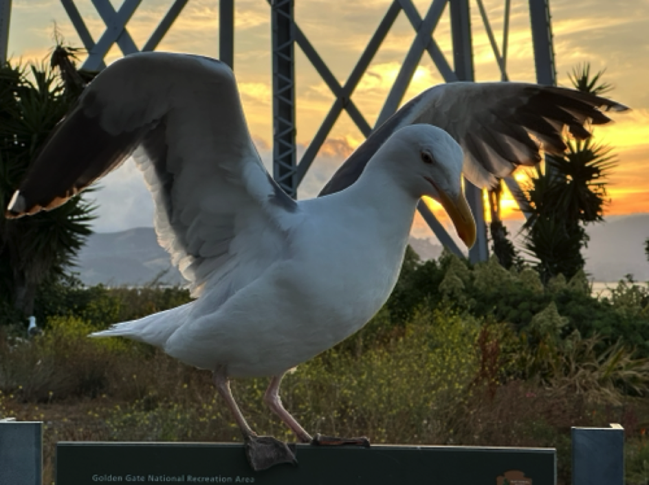 Seagull on Alcatraz