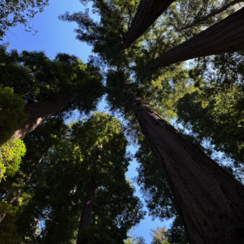 ⁨Henry Cowell Redwoods State Park