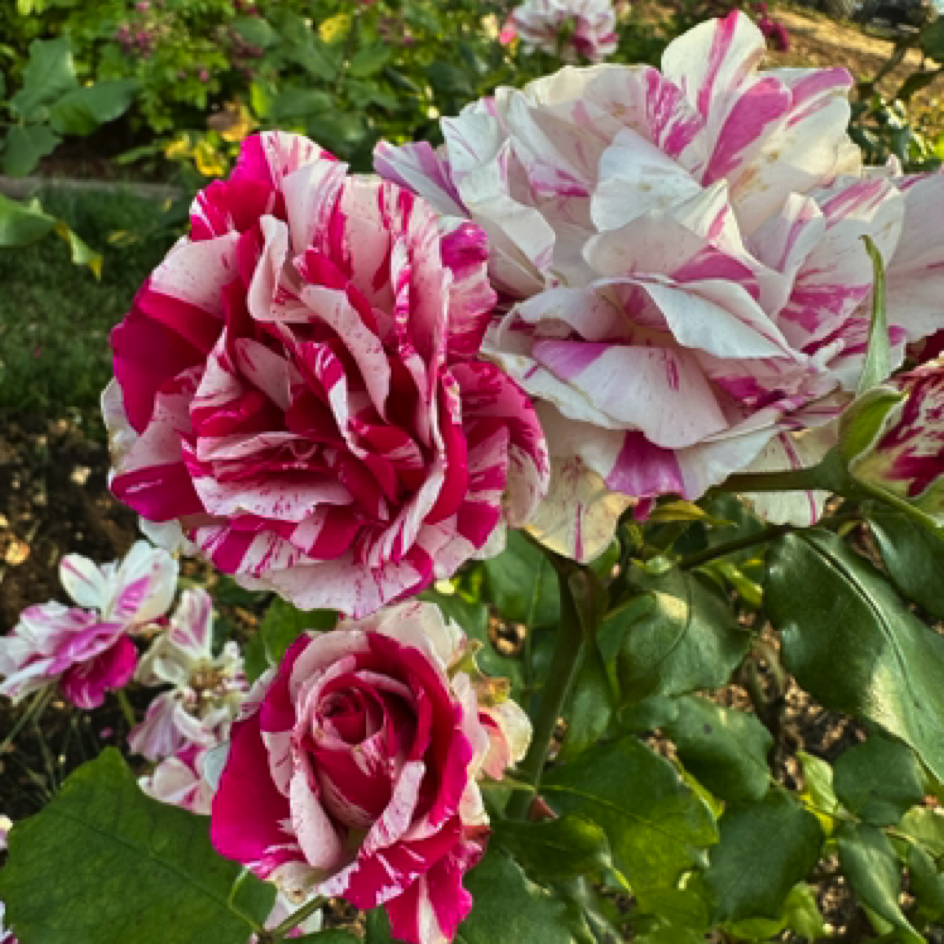 San Jose Municipal Rose Garden