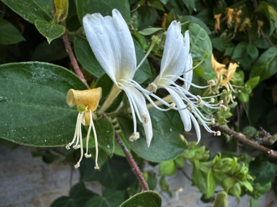 Flower on Alcatraz