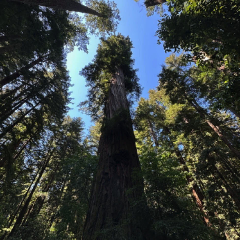 ⁨Henry Cowell Redwoods State Park