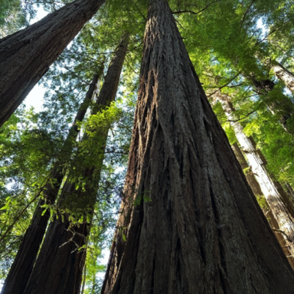 ⁨Henry Cowell Redwoods State Park