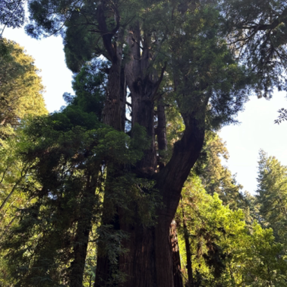 ⁨Henry Cowell Redwoods State Park