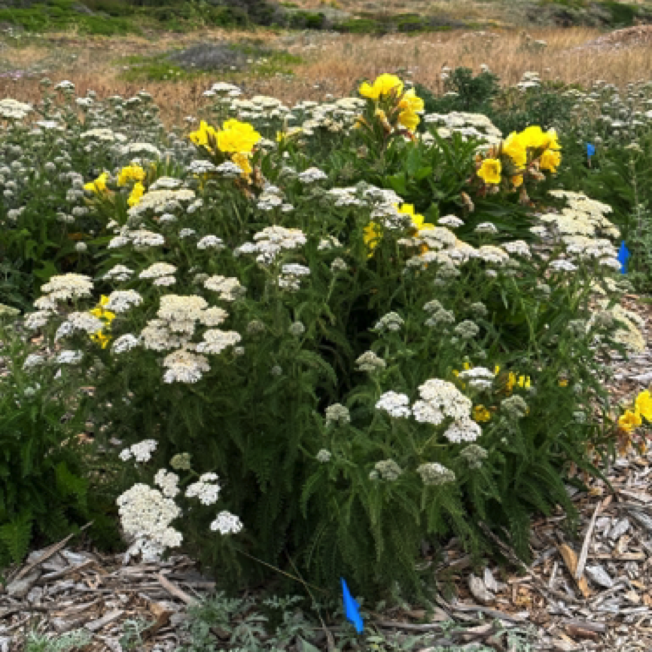 Wildflowers at ⁨Pigeon Point Light Station State Historic Park⁩