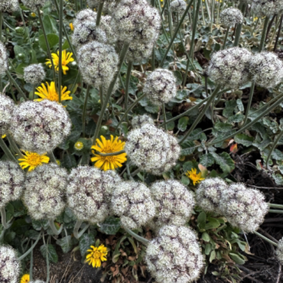 Wildflowers at ⁨Pigeon Point Light Station State Historic Park⁩