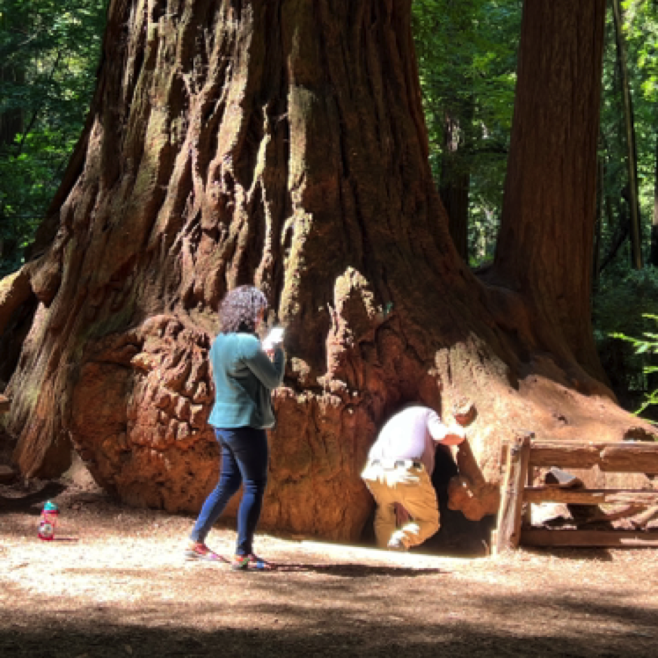 Climbing into the Frémont Tree at ⁨Henry Cowell Redwoods State Park