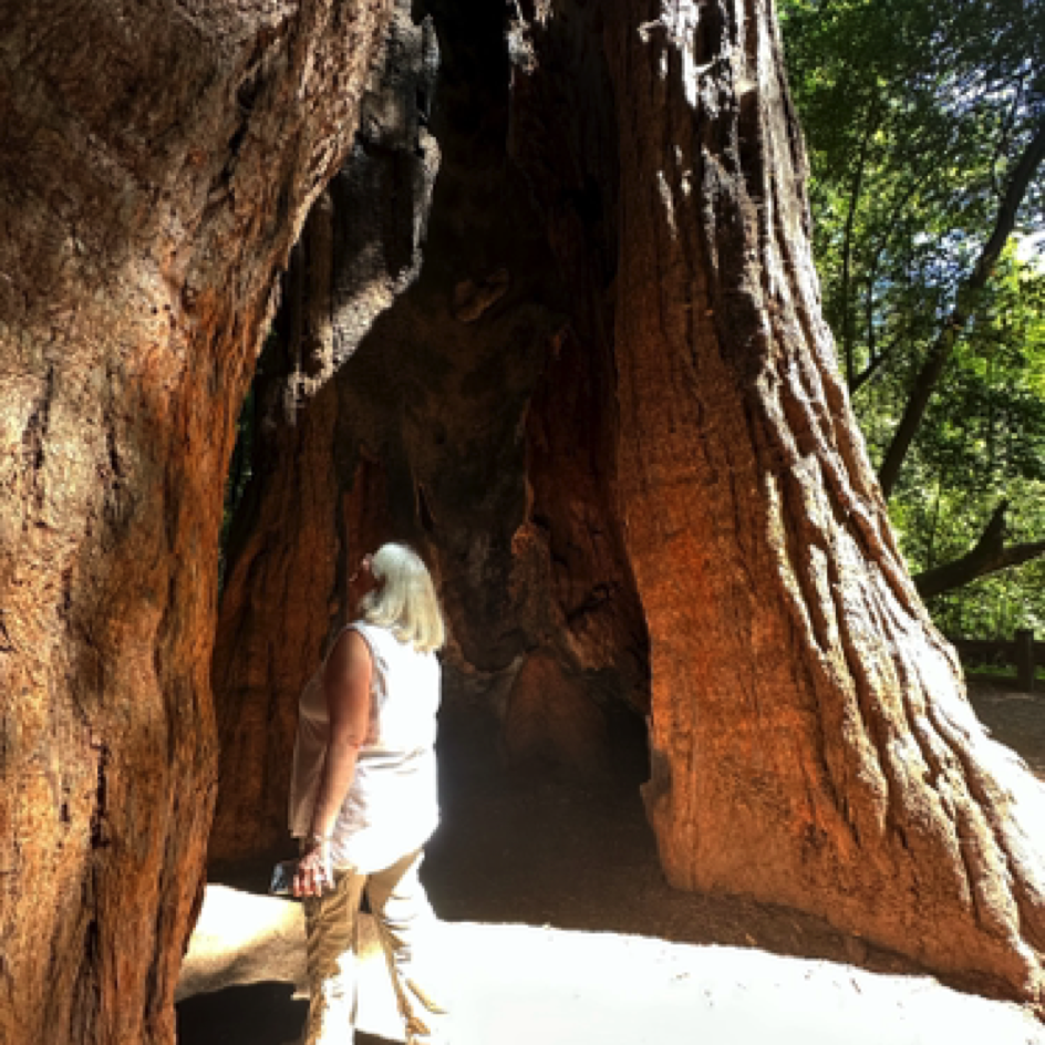 Donna at ⁨Henry Cowell Redwoods State Park