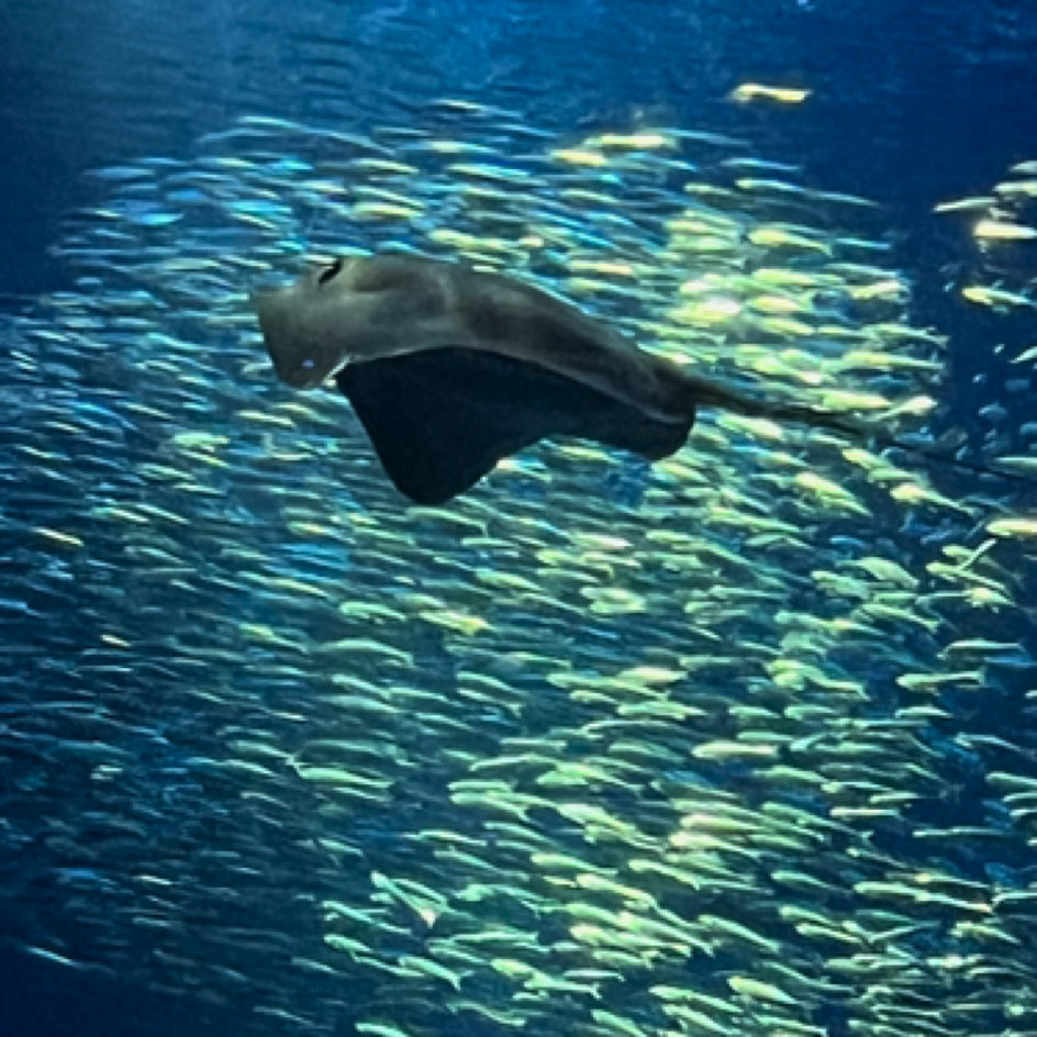 Monterey Bay Aquarium