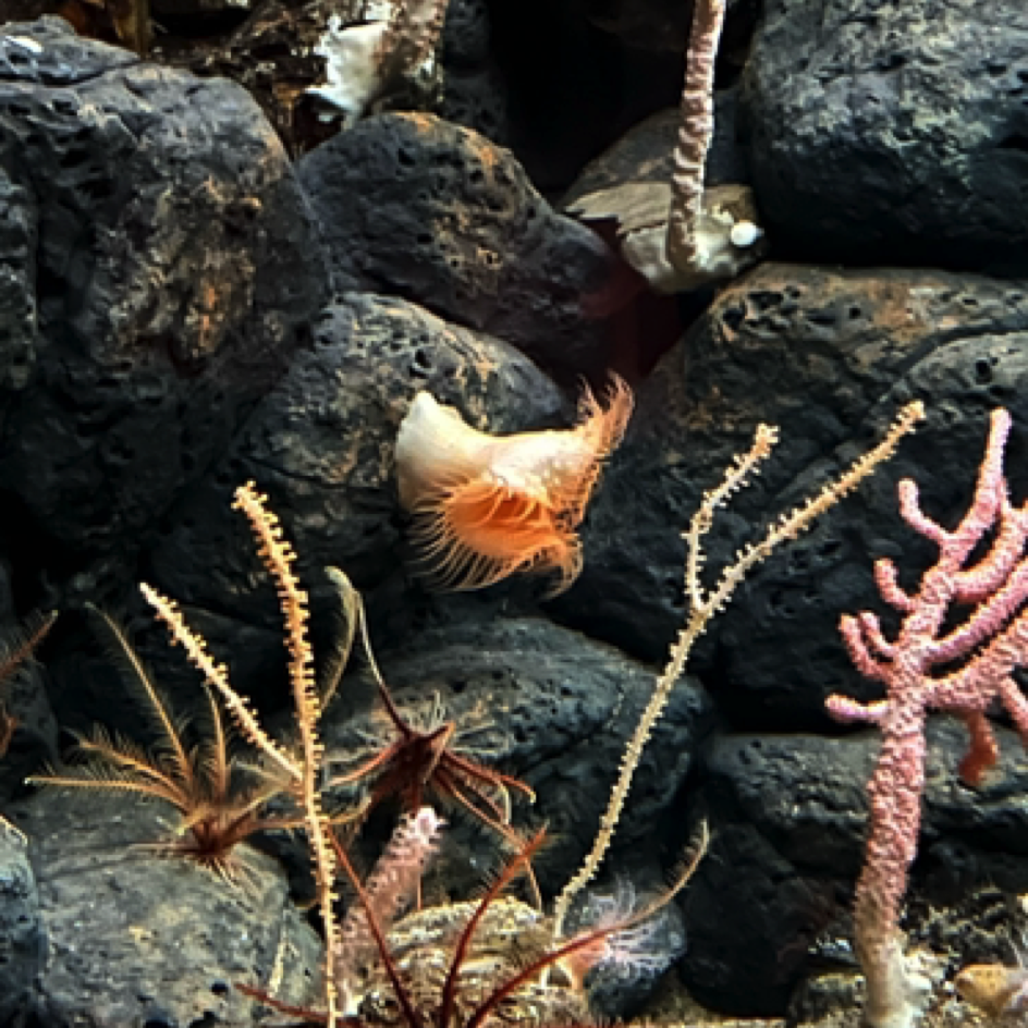 Monterey Bay Aquarium