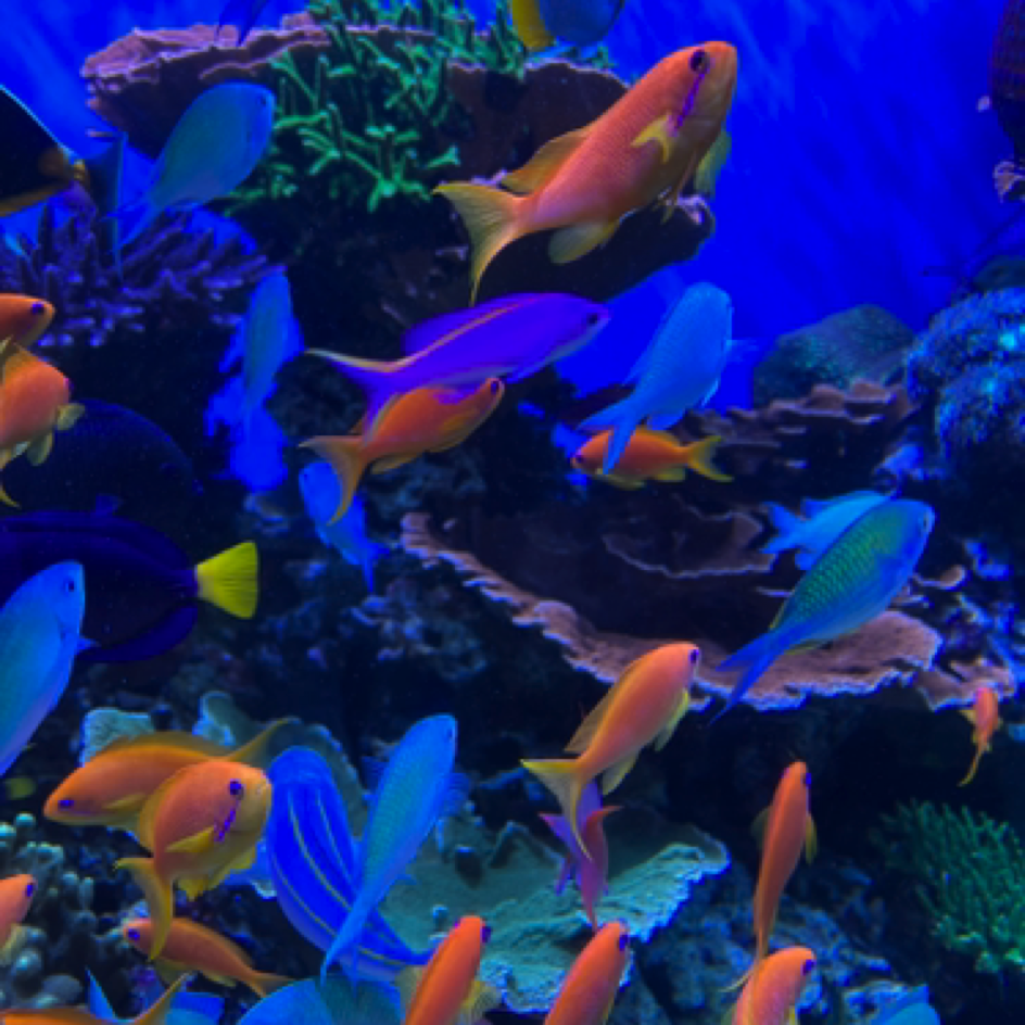 Monterey Bay Aquarium