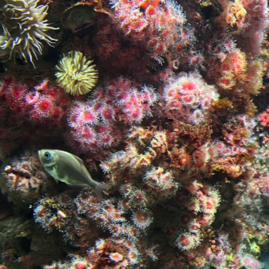 Monterey Bay Aquarium