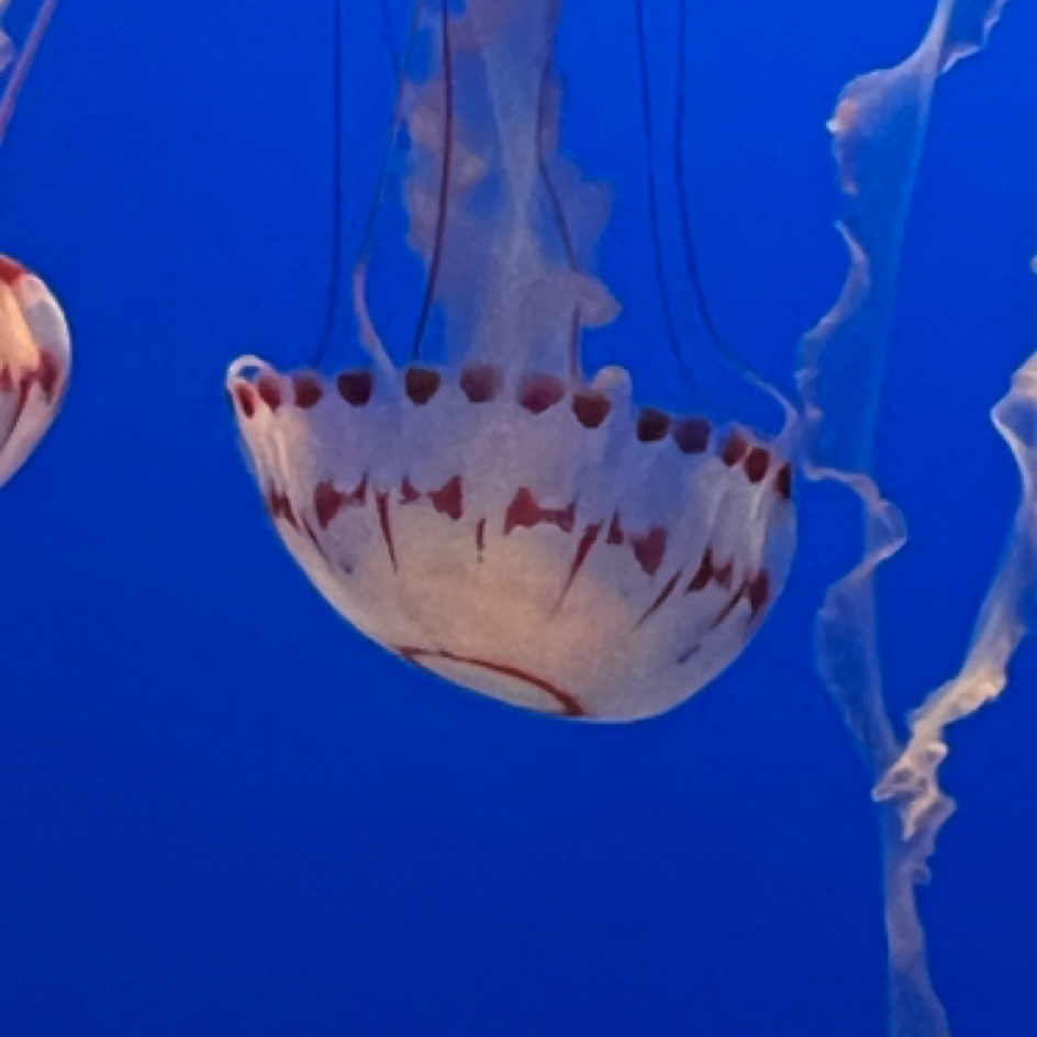 Monterey Bay Aquarium