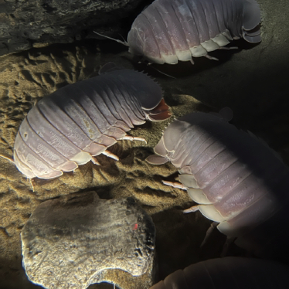 Monterey Bay Aquarium