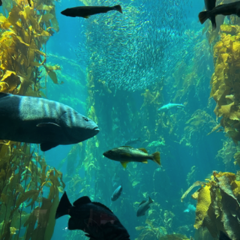 Monterey Bay Aquarium