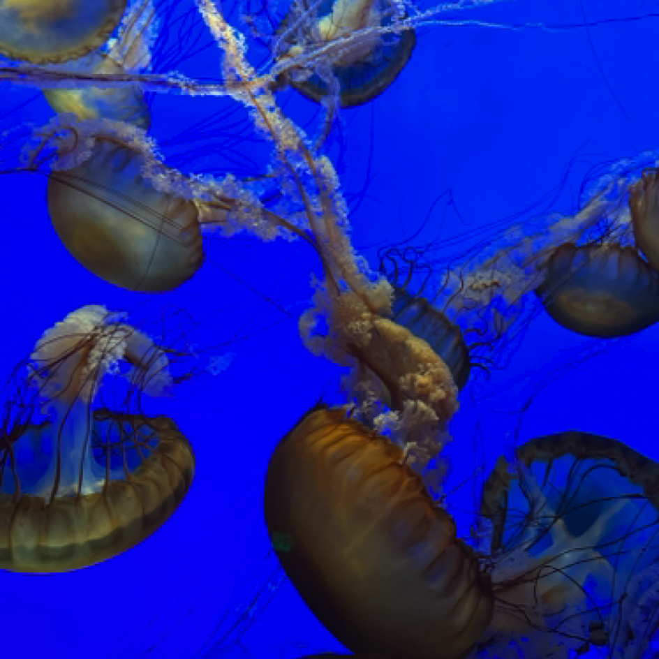 Monterey Bay Aquarium