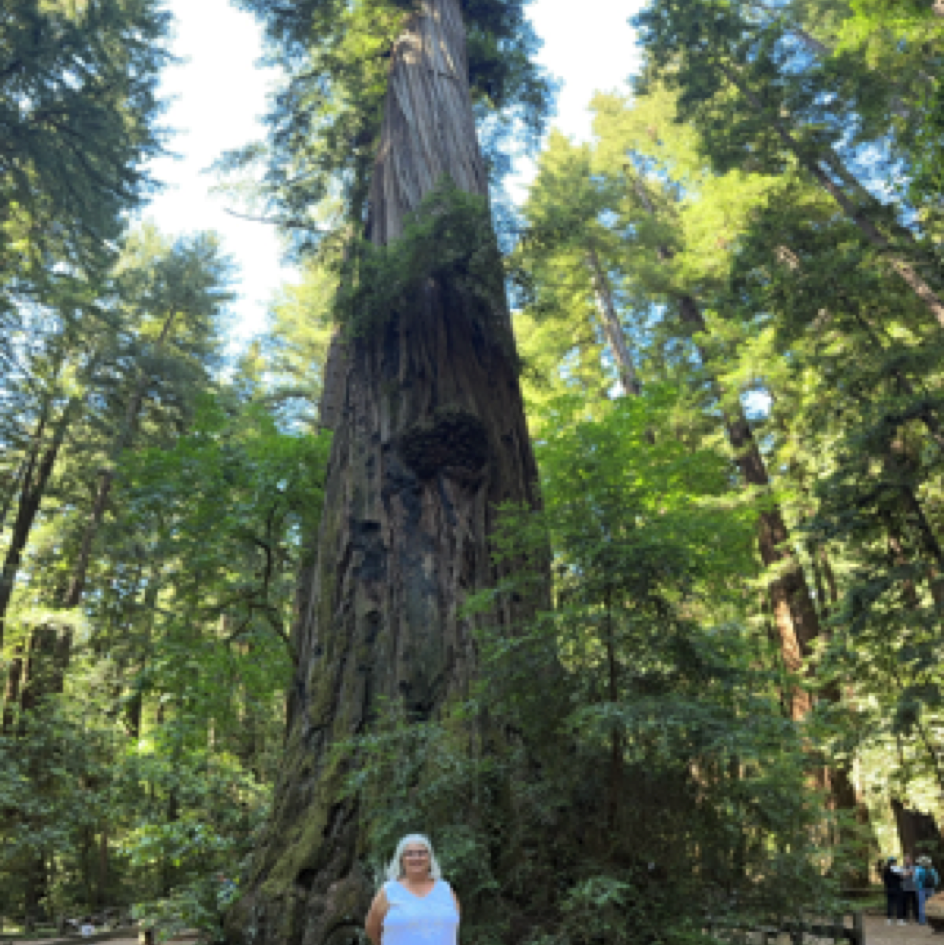 ⁨Henry Cowell Redwoods State Park