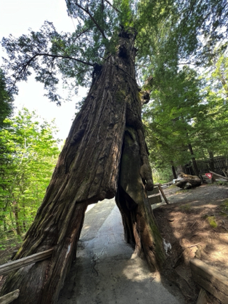 Shrine Drive Thru Redwood
Avenue of the Giants, California