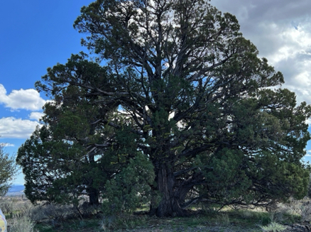 Cool tree at
Lava Beds National Monument