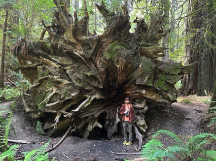 Humboldt State Park Redwoods 
California