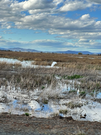 White Heron, Tule Lake
Lava Beds National Monument