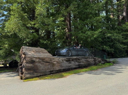 Shrine Drive on a Redwood
Avenue of the Giants, California