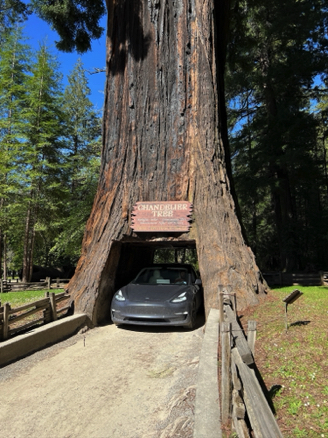 Chandelier Tree
Avenue of the Giants, California