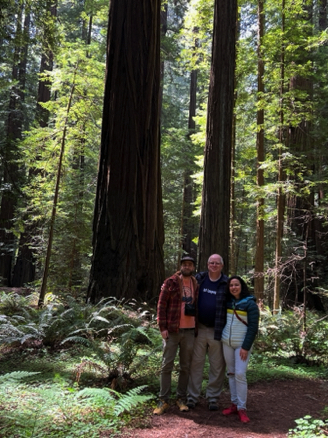 Humboldt State Park Redwoods 
California